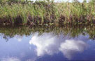 Everglades / Florida - June '00