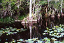 Everglades / Florida - June '00